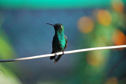 Habana.Cuba.Zunzuncito