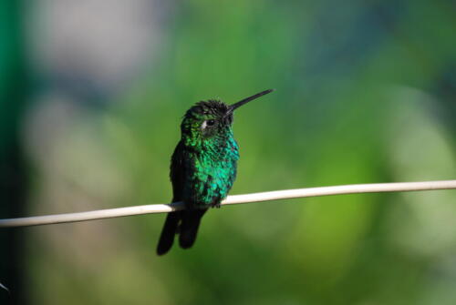 Habana.Cuba.Zunzuncito
