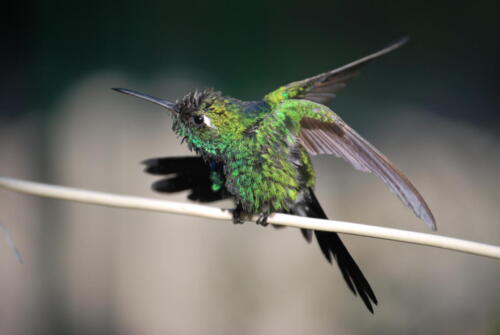 Habana.Cuba.Zunzuncito